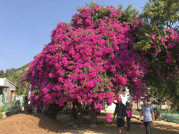 Cây hoa giấy 