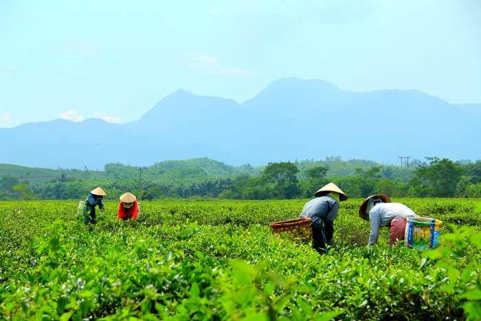 Vẻ đẹp hoang sơ và cuộc sống bình dị ở đồi chè Đông Giang