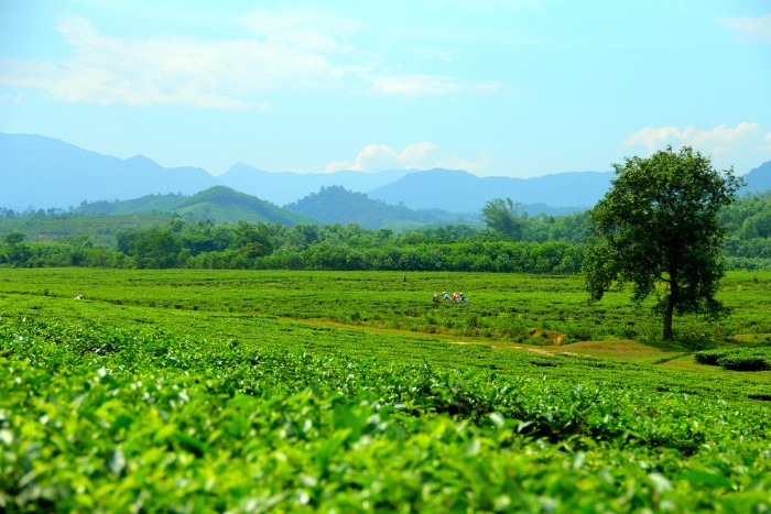 Đồi chè đông giang đẹp như  tranh