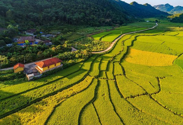 Bức tranh thiên nhiên của những thửa ruộng chín vàng