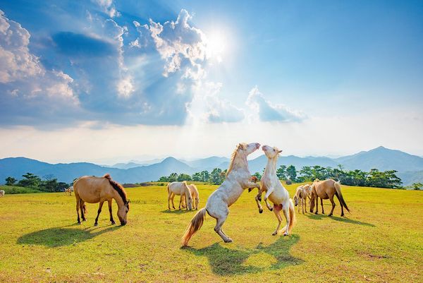 Ngựa được chăn thả hoàn toàn tự nhiên mà không tốn công chăm sóc