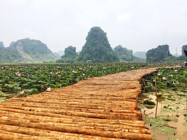 Hồ sen vẫn nở rộ khi đã sang Thu. Hồ sen vẫn nở rộ khi đã sang Thu.