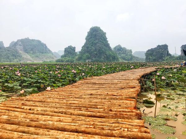 Hồ sen vẫn nở rộ khi đã sang Thu.