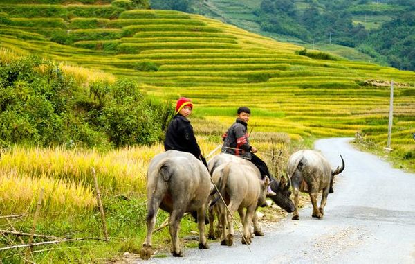 Bản Cát Cát Sapa​