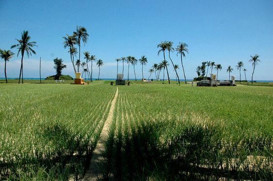 ruộng tỏi lý sơn
