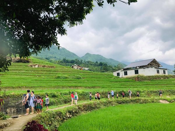 Tả Van Gỗ Homestay Sapa – màu xanh bạt ngàn giữa lòng Tả Van