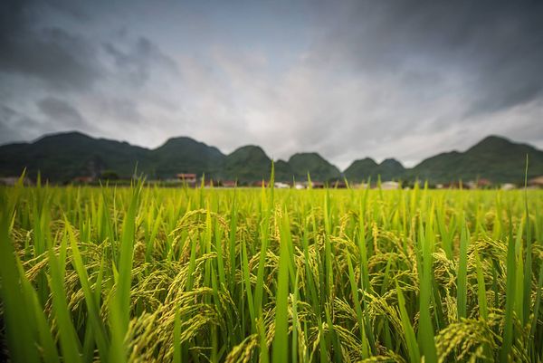 Mùa lúa chín tại thung lũng Bắc Sơn sớm hơn những địa phương khác và thường kéo dài khoảng một tuần