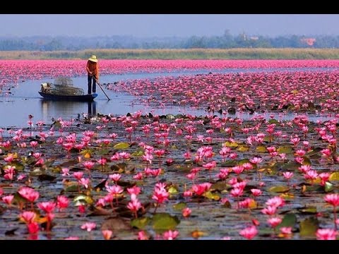 vườn quốc gia Tràm Chim