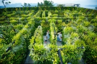 10 trải nghiệm nên thử khi đến với Bà Nà Hills